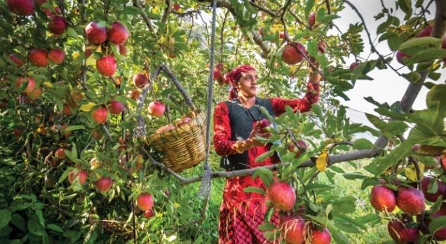 सेब उत्तराखण्ड का ब्रांडिंग हिमाचल की