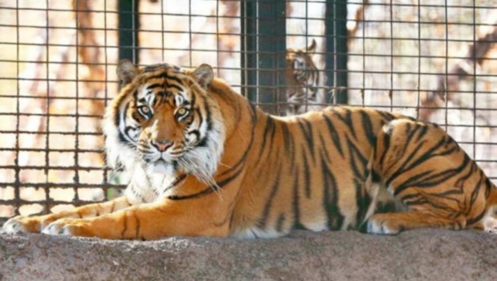 अमेरिका के चिड़ियाघर में मादा बाघ में कोरोना पॉजिटिव, दूसरे जानवरों में भी दिखे लक्षण