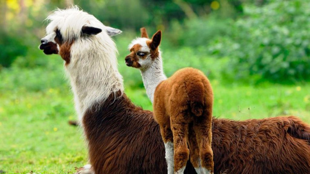 वैज्ञानिकों का दावा, इस जानवर के खून से कोरोना वायरस का इलाज संभव