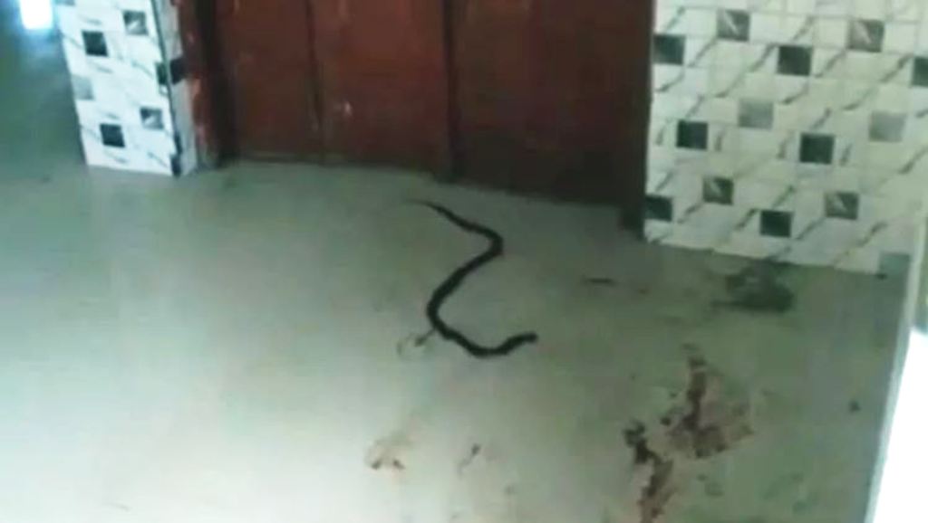 स्कूल में क्वारनटीन हुए 16 साल के लड़के को सांप ने काटा, हुई मौत