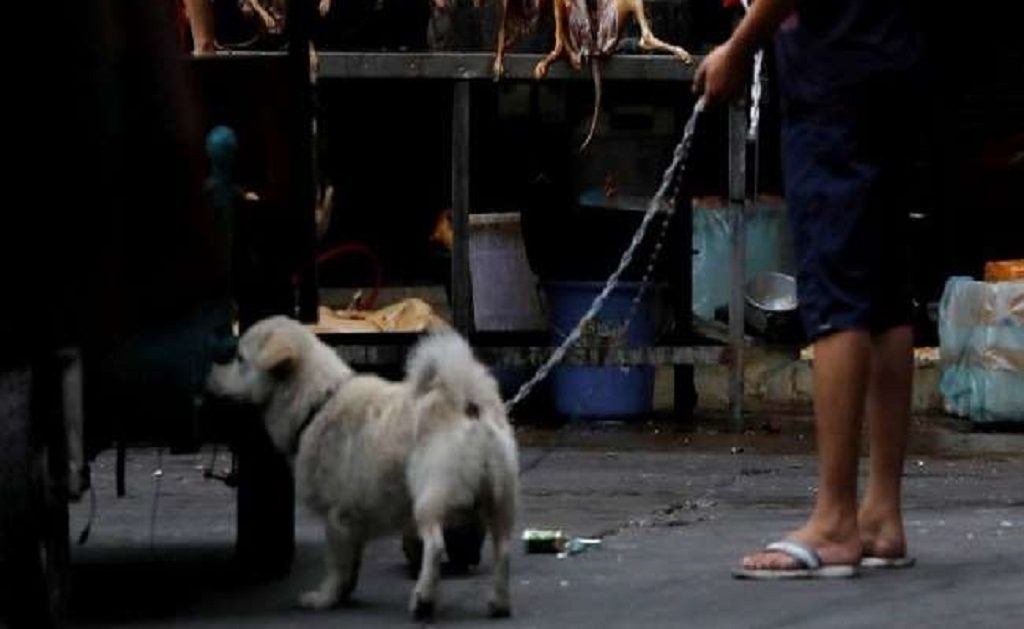 कोरोना संकट के बीच चीन ने किया डॉग मीट फेस्टिवल का आयोजन