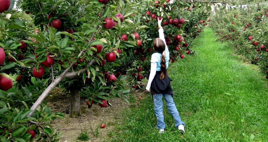 सेब की क्रांति से रुकेगा पहाड़ों से पलायन